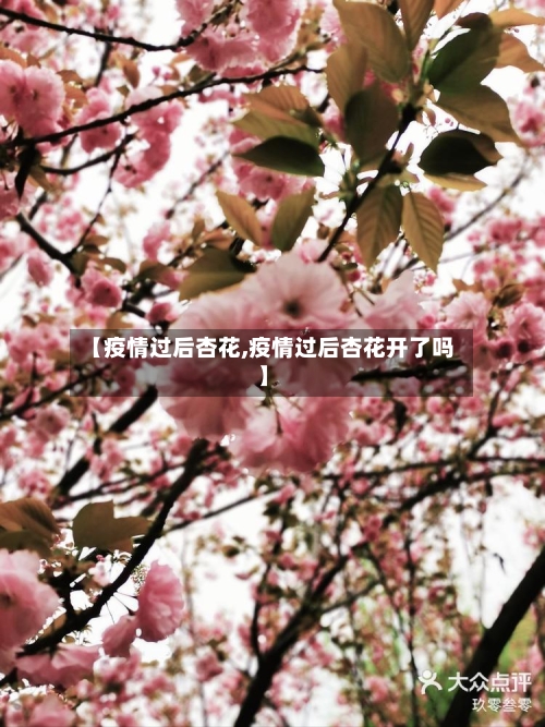 【疫情过后杏花,疫情过后杏花开了吗】-第3张图片