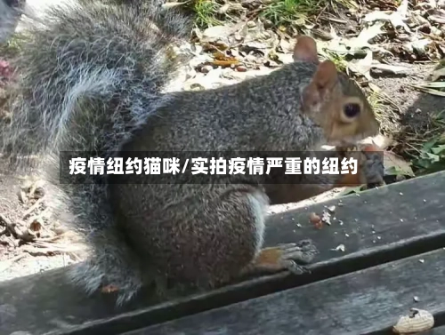 疫情纽约猫咪/实拍疫情严重的纽约